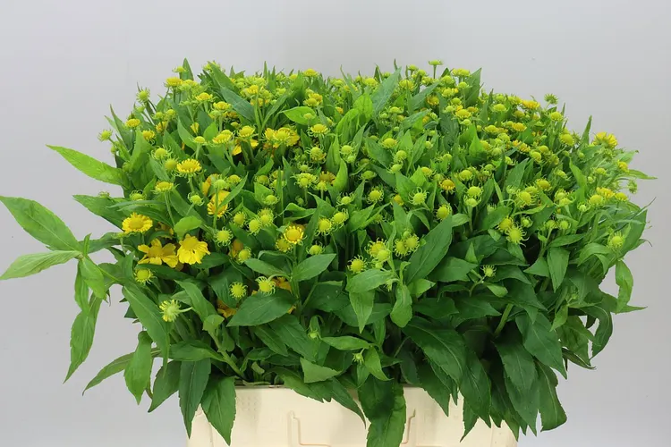 Helenium Kanaria 65 cm