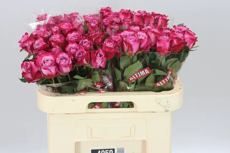 Rosa Gr Deep Purple 60 cm