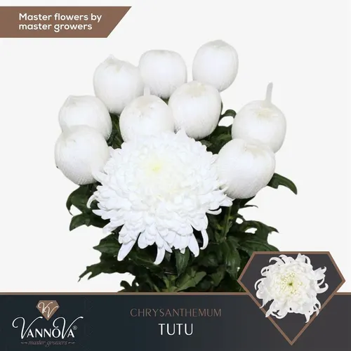 Chryzantéma veľkokvetá Tutu 70 cm