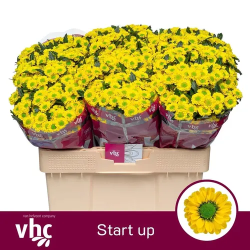Chryzantéma santini Startup 55 cm