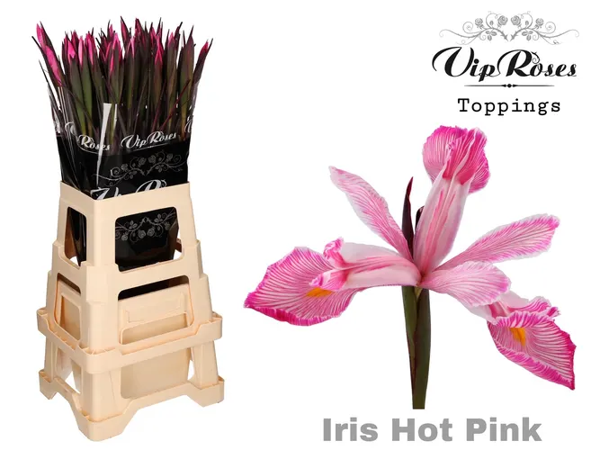 Iris Hot Pink 55 cm