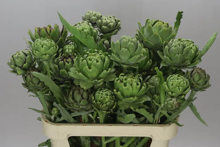 Cynara Sc Green Globe 75 cm