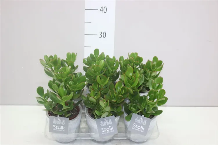 Crassula Ovata White Wash v keramike črepník 11 cm