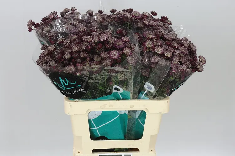 Astrantia Star Of Love 60 cm