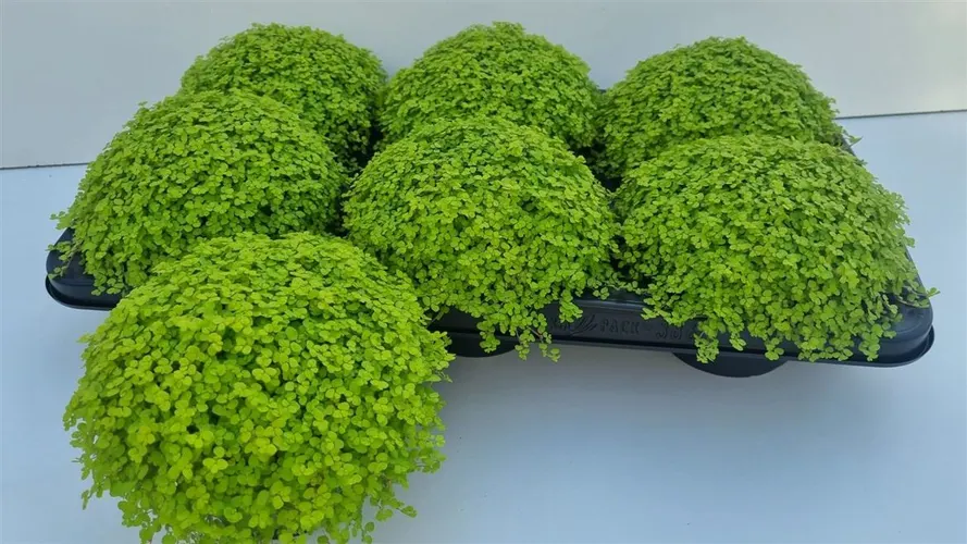 Soleirolia So Lime zelená črepník 13 cm