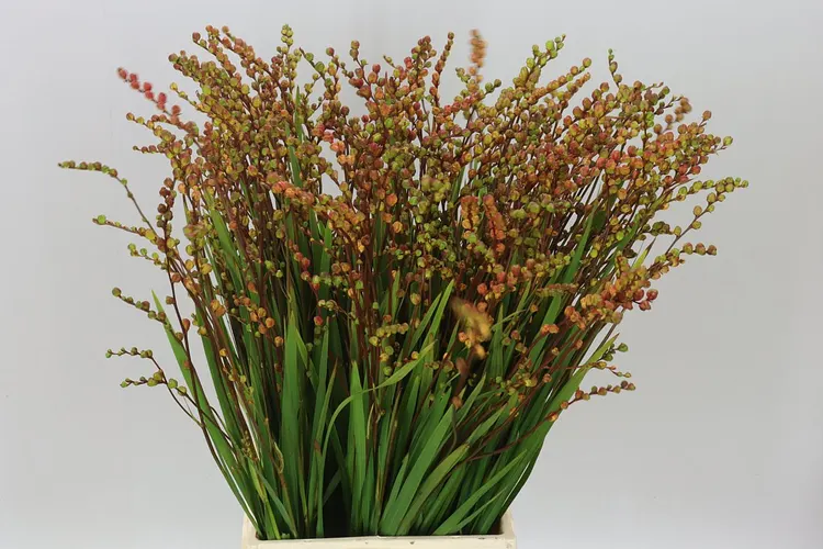 Crocosmia Berries Red 65 cm