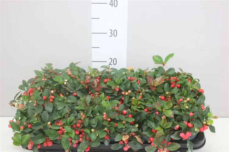 Gaultheria Pro Big Berry črepník 11 cm