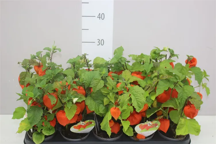 Physalis Alkekengi črepník 10 cm
