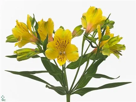 Alstro Lemon 70 cm