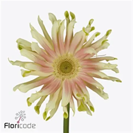 Gerb D Pasta Nabi 55 cm