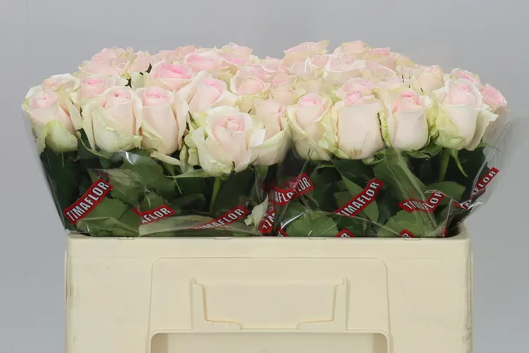Rosa Gr Sweet Revival 50 cm