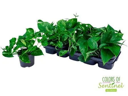 Epipremnum Aureum črepník 12 cm