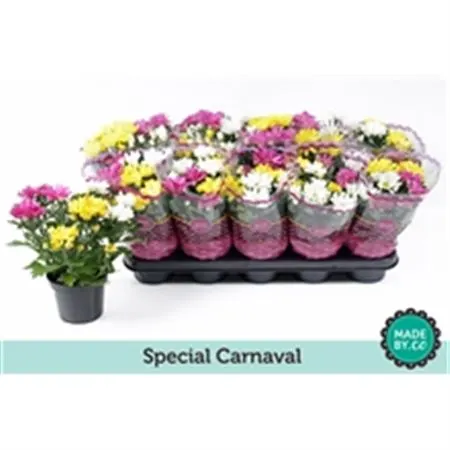 Chrysanth Carnaval črepník 12 cm