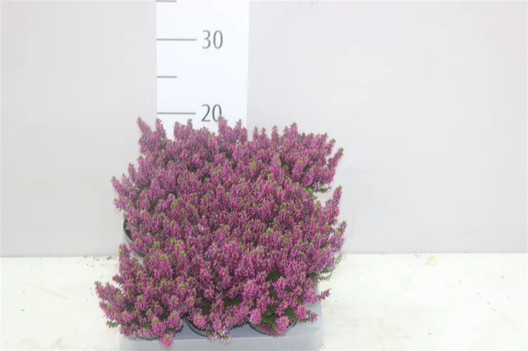 Calluna Beauty Ladies Mini Lila črepník 6 cm