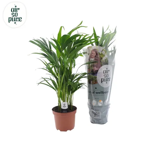 Chrysalidocarpus Areca v obale Hoes črepník 17 cm