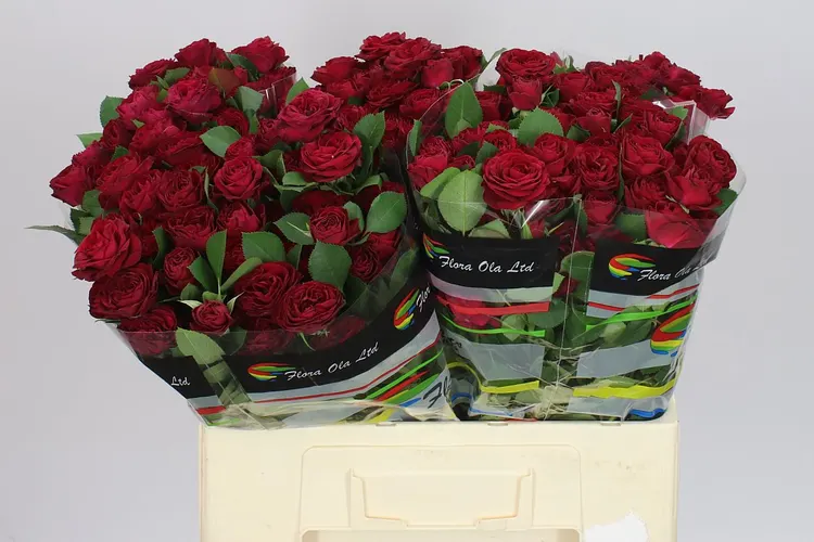 Rosa Tr Red Trendsetter 60 cm