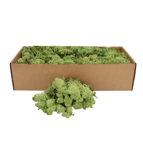 Stabilizovaný sobí mach, zelený, 400 až 500 g