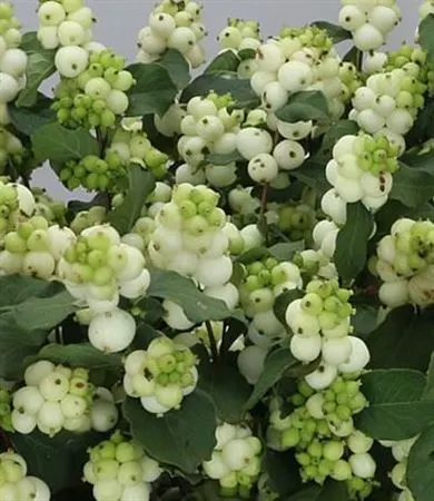 Symph White 80 cm