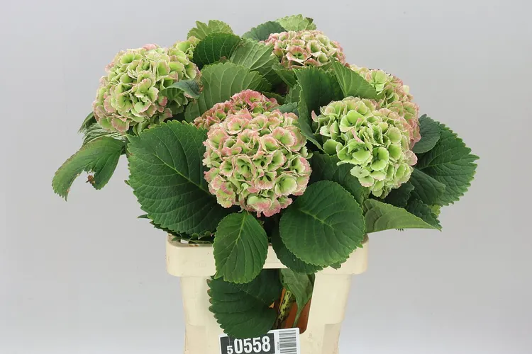 Hortenzia Lolly Pop Green Red Classic 60 cm