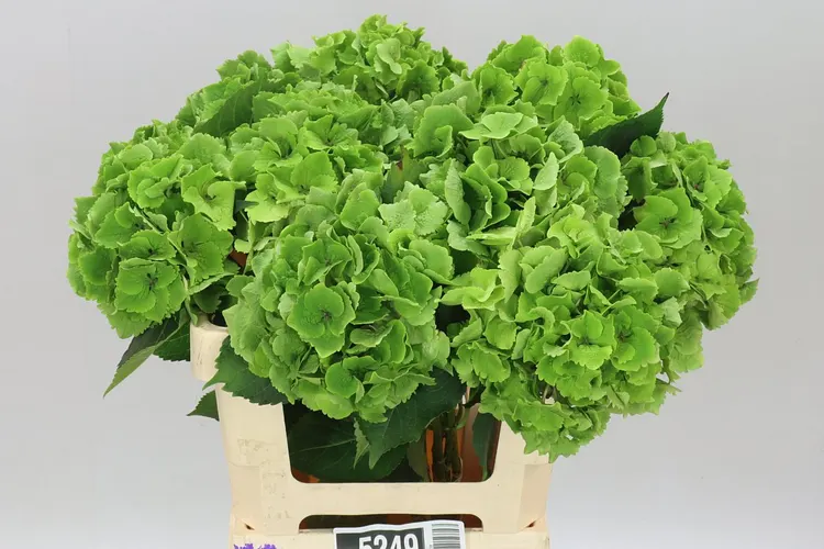 Hortenzia Emerald Classic 60 cm