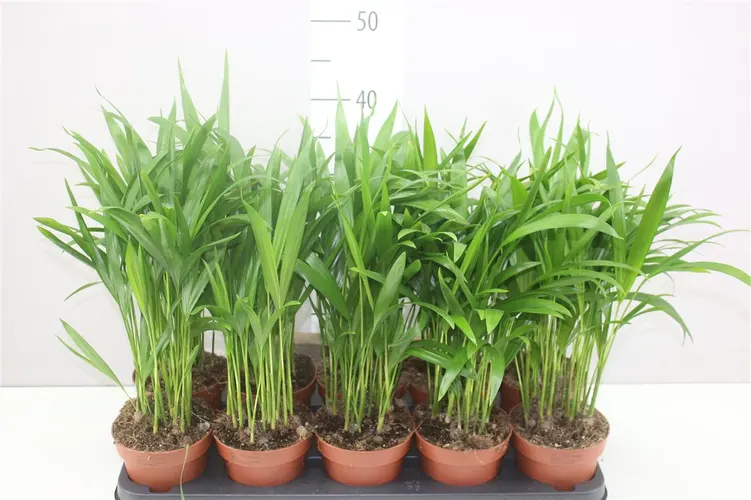 Chrysalidocarpus Areca črepník 12 cm