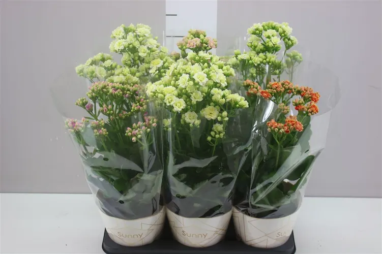 Kalanchoe Sunny mix črepník 14 cm