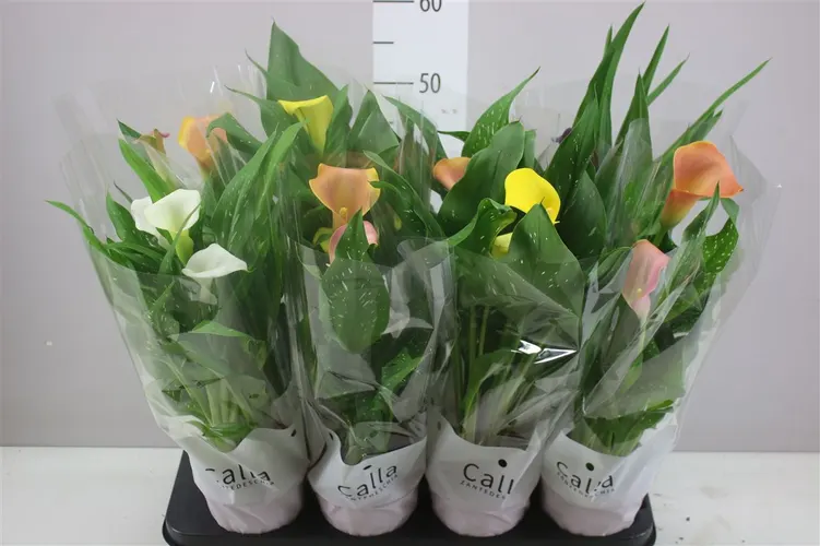 Zant Gemengd črepník 13 cm