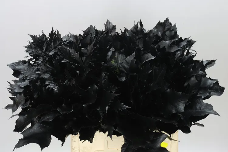 Quercus farbený Black 60 cm