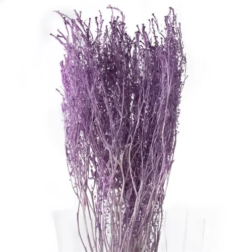 Pres. Thlaspi Preserved Baby Light Violet 40 cm