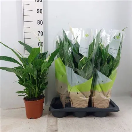 Spathiphyllum Vivaldi črepník 17 cm