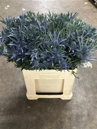 Eryngium Planum 60 cm