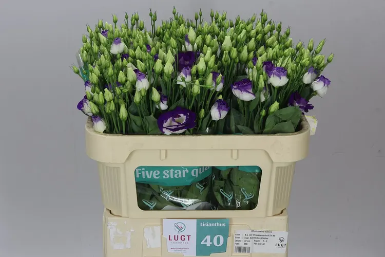 Eust Du Rosita Blue Picotee X60 72 cm