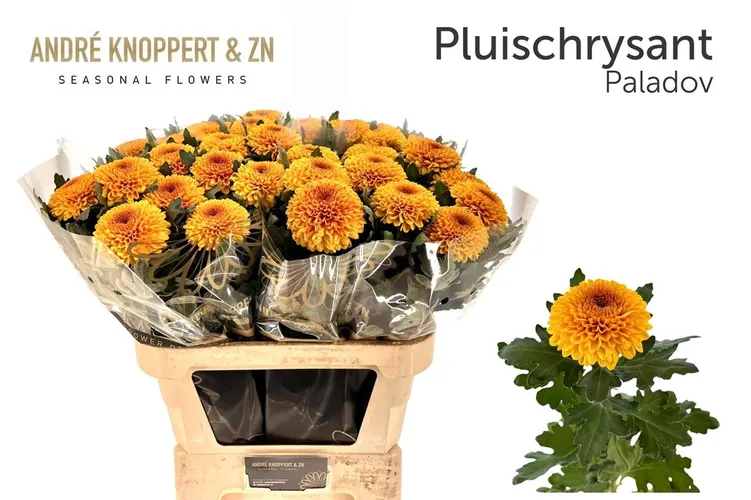 Chryzantéma veľkokvetá Paladov 80 cm