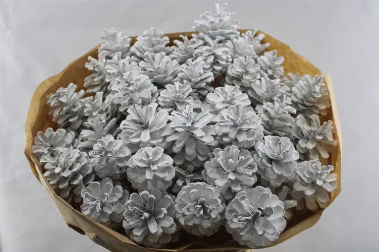 Pine Cone White Out Gl, sušené 50 cm