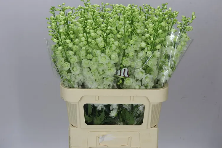 Delph El Dewi Impressive White 80 cm