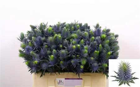 Eryngium Supernova 50 cm