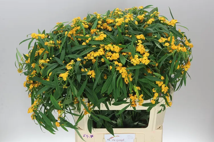 Euphorbia F T Cream Yellow River 80 cm