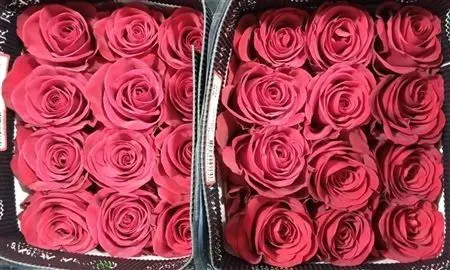 Rosa Gr Ec Redvolution 60 cm