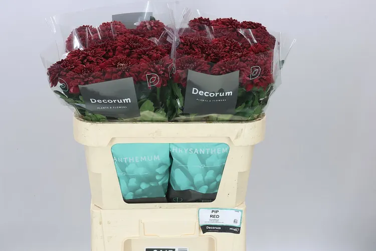 Chryzantéma veľkokvetá Pip Red 70 cm
