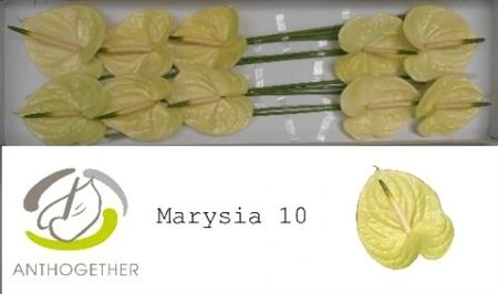 Antúrium Marysia