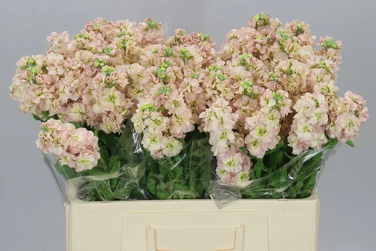Matthiola Apricot 60 cm