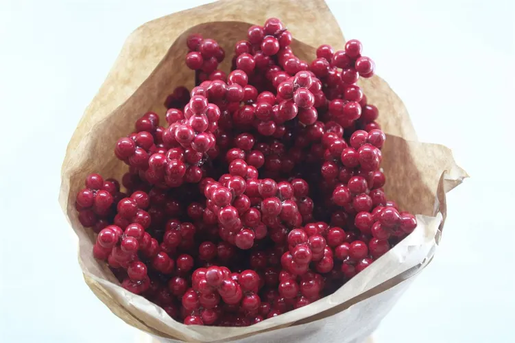 Ilex Red X15, sušené 50 cm