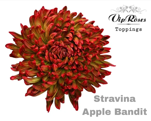 Chr G Stravina Apple Bandit 65 cm