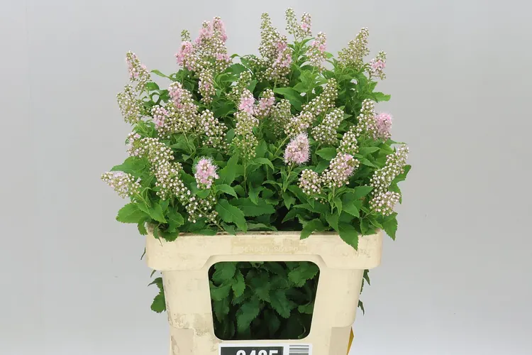 Spiraea Pink Innocence 55 cm
