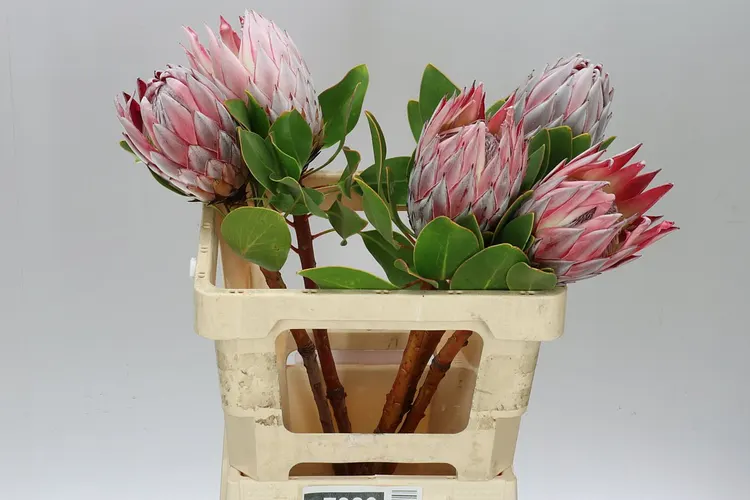 Protea Cynaroides Xl 60 cm