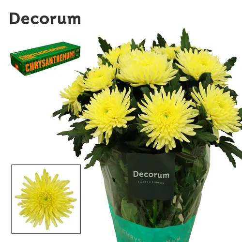 Chr G Topspin Yellow 70 cm