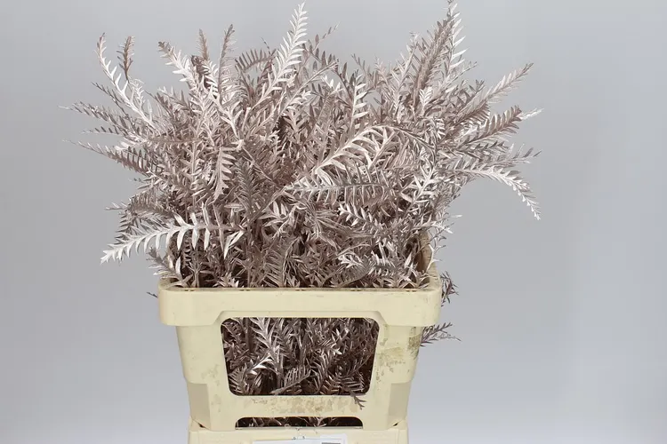 Ivanhoe Champagne 60 cm
