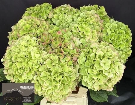 Hortenzia Verena Green Red Classic 60 cm