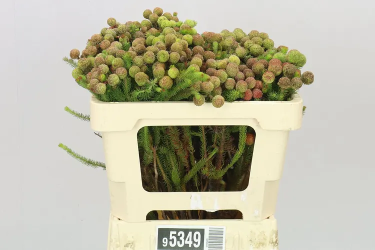 Kaaps Berzelia Galpinii 50 cm