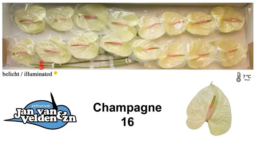 Anth Champagne